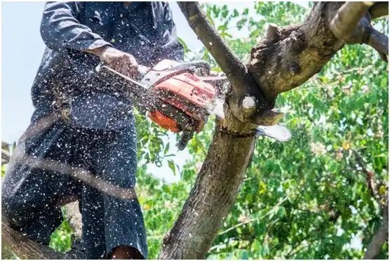tree services Eastman
